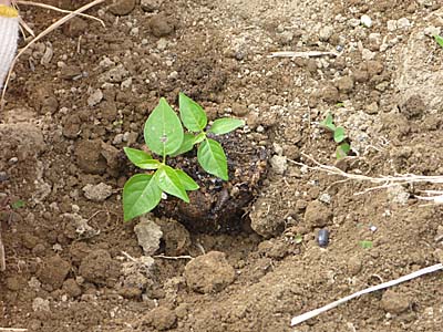種から育てた唐辛子の苗を植える　６／２