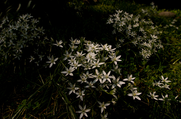 白い花アンダー