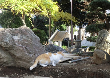 地福寺猫