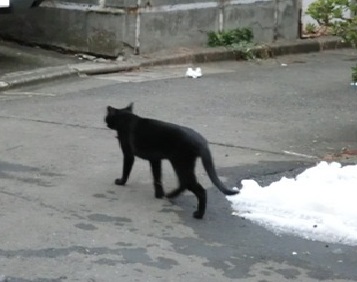飼い猫黒