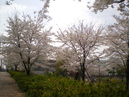図書館桜