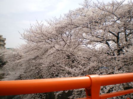 紅葉橋桜