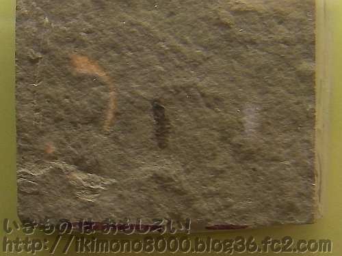 中国で見つかったジュラ紀のナギナタハバチの１種の化石「のぞいてみようハチの世界（自然史博物館）」