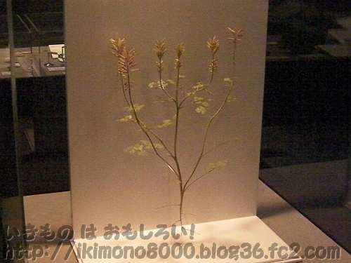 白亜紀前期の被子植物アルカエフルクトゥス・シネンシス復元模型「恐竜は花を見たか？（福井県立恐竜博物館　２００９年）」