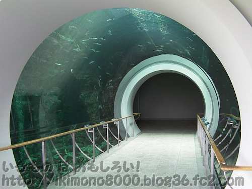 淡水魚を下から見れるトンネル水槽