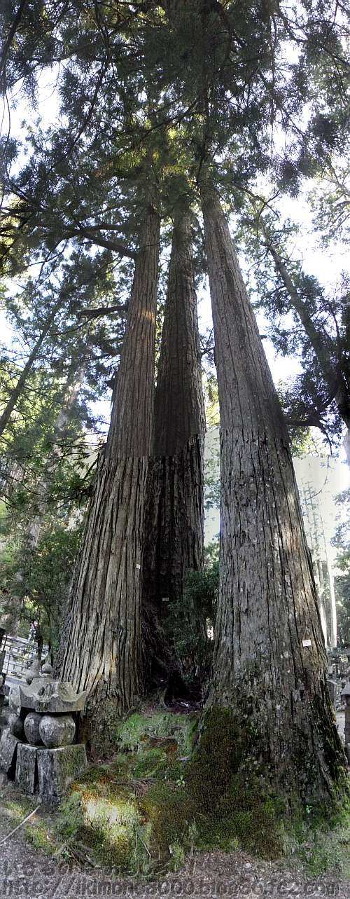 高野山の特別母樹林６６１の三本杉（２０１２年５月）