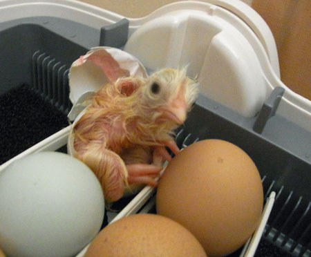 孵化完了 預かった鶏の卵は可愛いヒヨコになりました