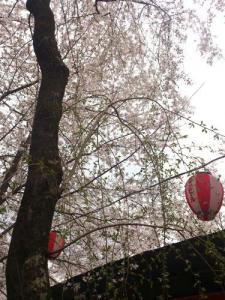平野神社、茶屋の桜