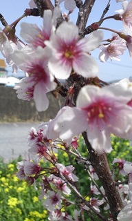 春のお花