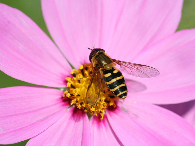 ミツバチto花
