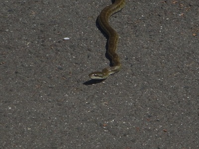 蛇３