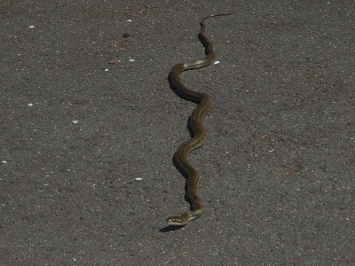 蛇４