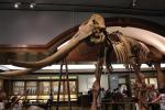 琵琶湖博物館　ゾウの化石