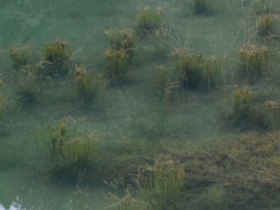 水没しているハタベカンガレイの成熟集団