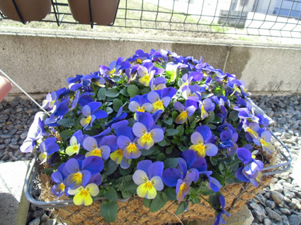 日々の記録 サントリーの花 フィオリーナ青黄色と挿し芽