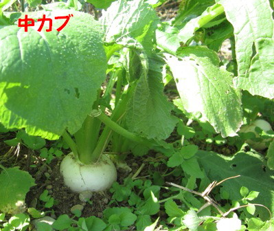 農園2012.10 (5)