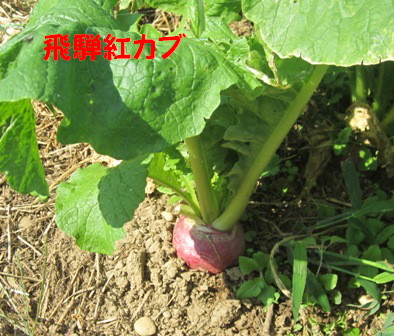 農園2012.10 (3)