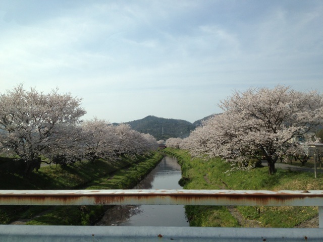 三水川桜