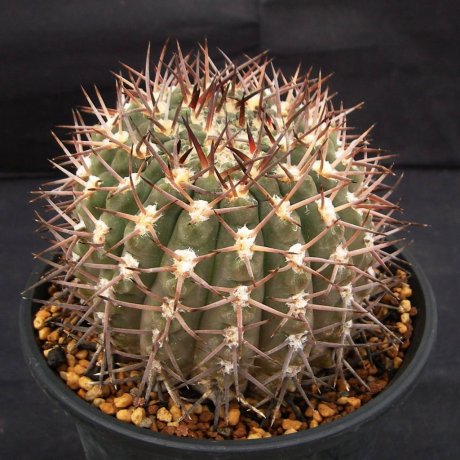 110926-Sany0144-G. piltziorum-P 38-Cactus Nishi
