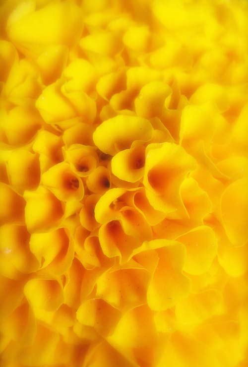 marigolds.jpg