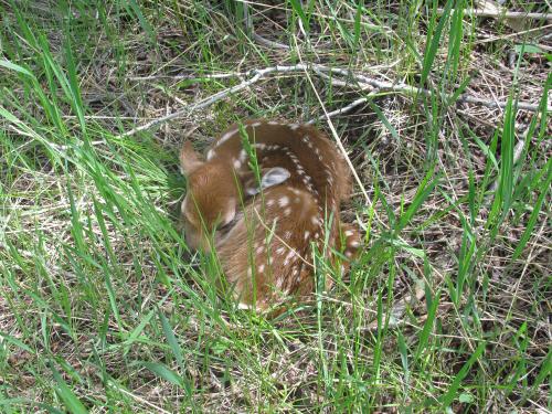 baby deer 2
