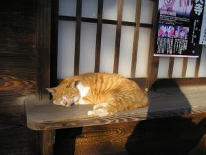 深大寺の猫