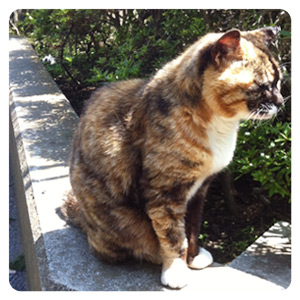 江ノ島猫写真