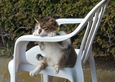 sitting cat in resort