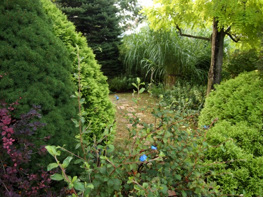 my-garden 028 (2)
