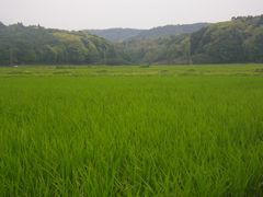 ［写真］農園の周りの田んぼ風景
