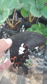 ［写真］ハウスに迷い込んだクロアゲハ蝶