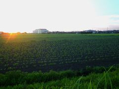 ［写真］夕暮れの大豆畑