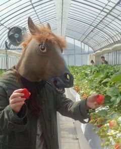 ［写真］お馬さんがイチゴを摘んでいるところ