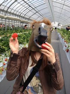 ［写真］お馬さんがイチゴを食べようとしているところ