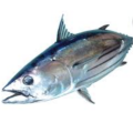 siromi魚