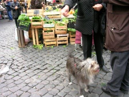 11-13市場を散歩する犬